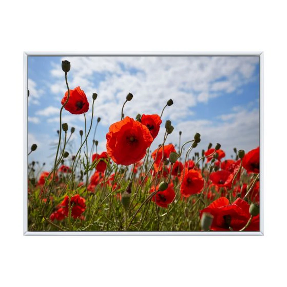 Bright Red Poppy Flowers Photo Artwork on Canvas