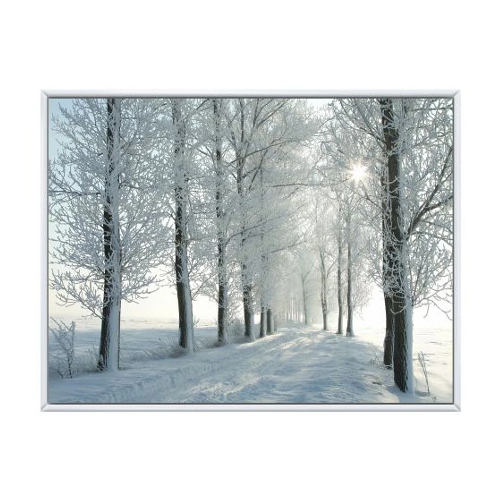 Winter Trees Backlit by Morning Sun  Wall Art