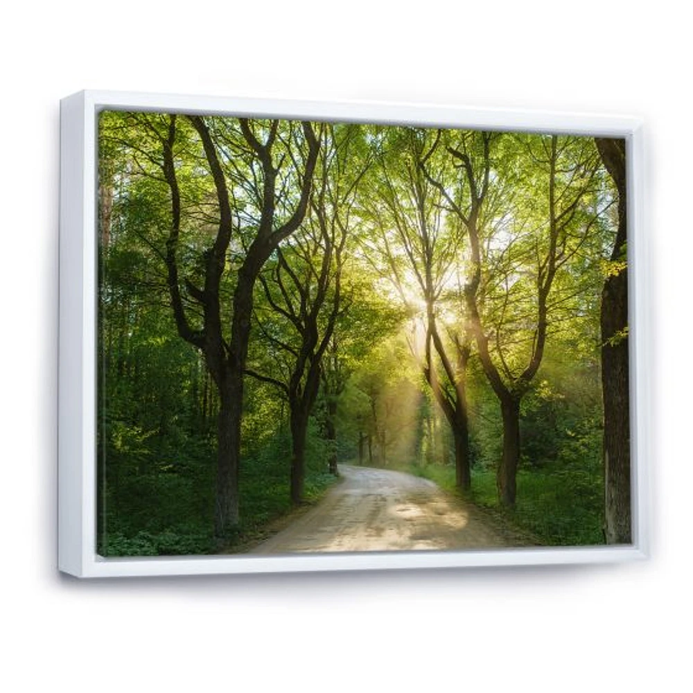 Evening Green Forest  Canvas Art Print