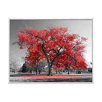 Big Red Tree on Foggy Day  Canvas Art Print