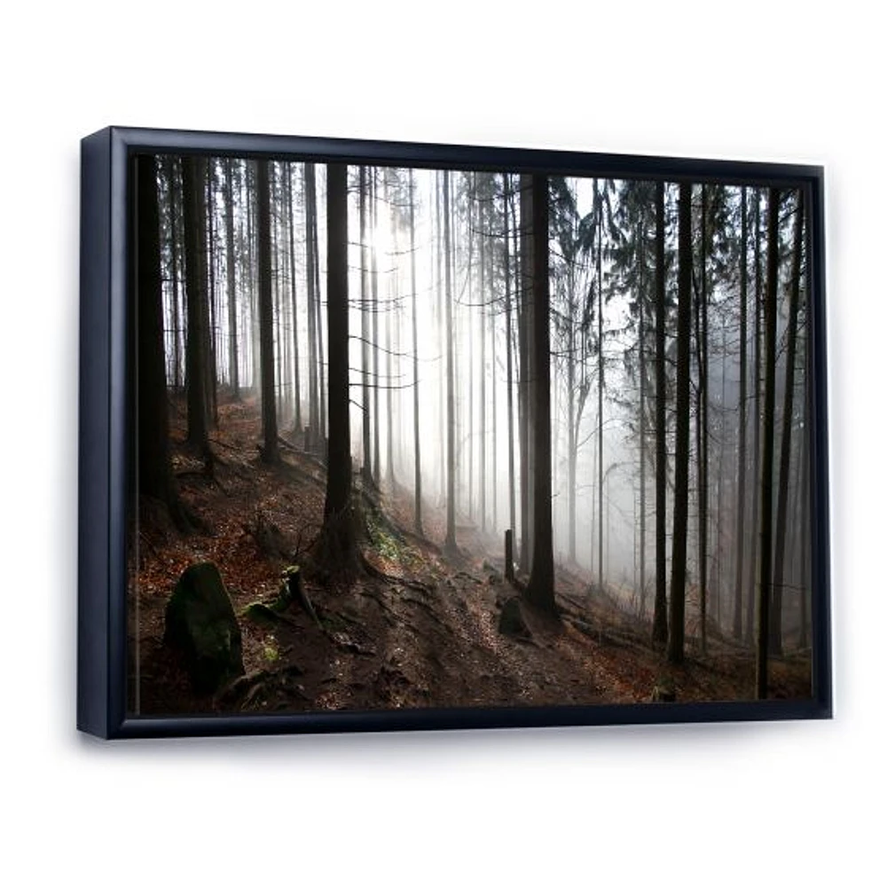 Misty Forest Morning Panorama  Wall Art