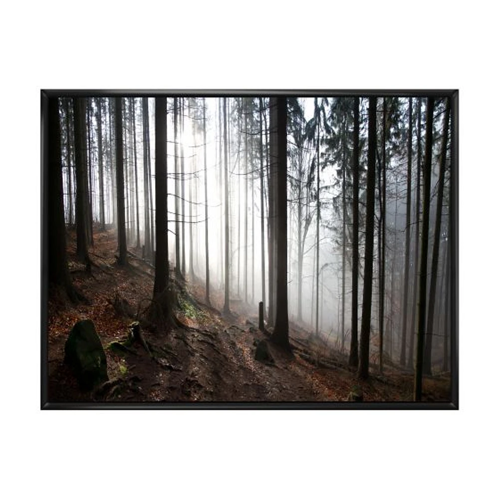 Misty Forest Morning Panorama  Wall Art