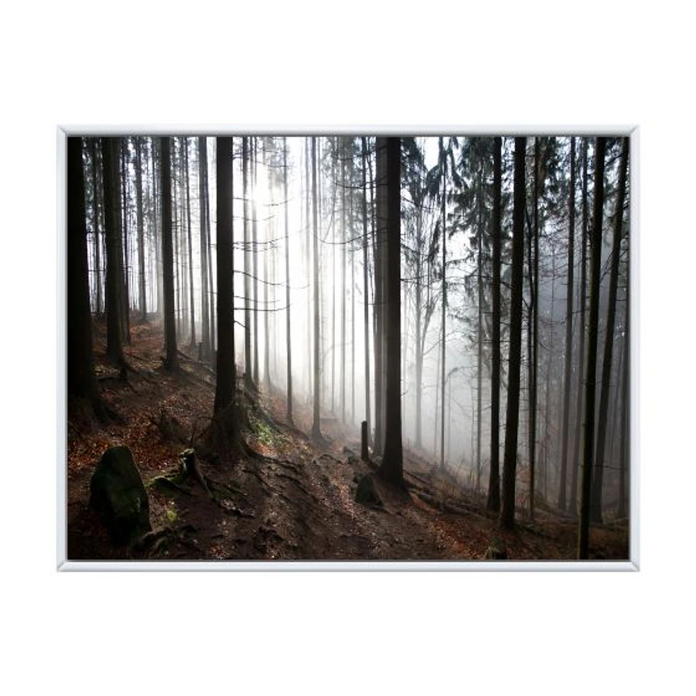 Misty Forest Morning Panorama  Wall Art