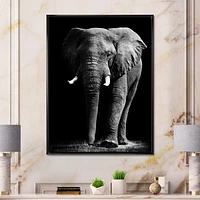 African Elephant Black Background  Wall Art
