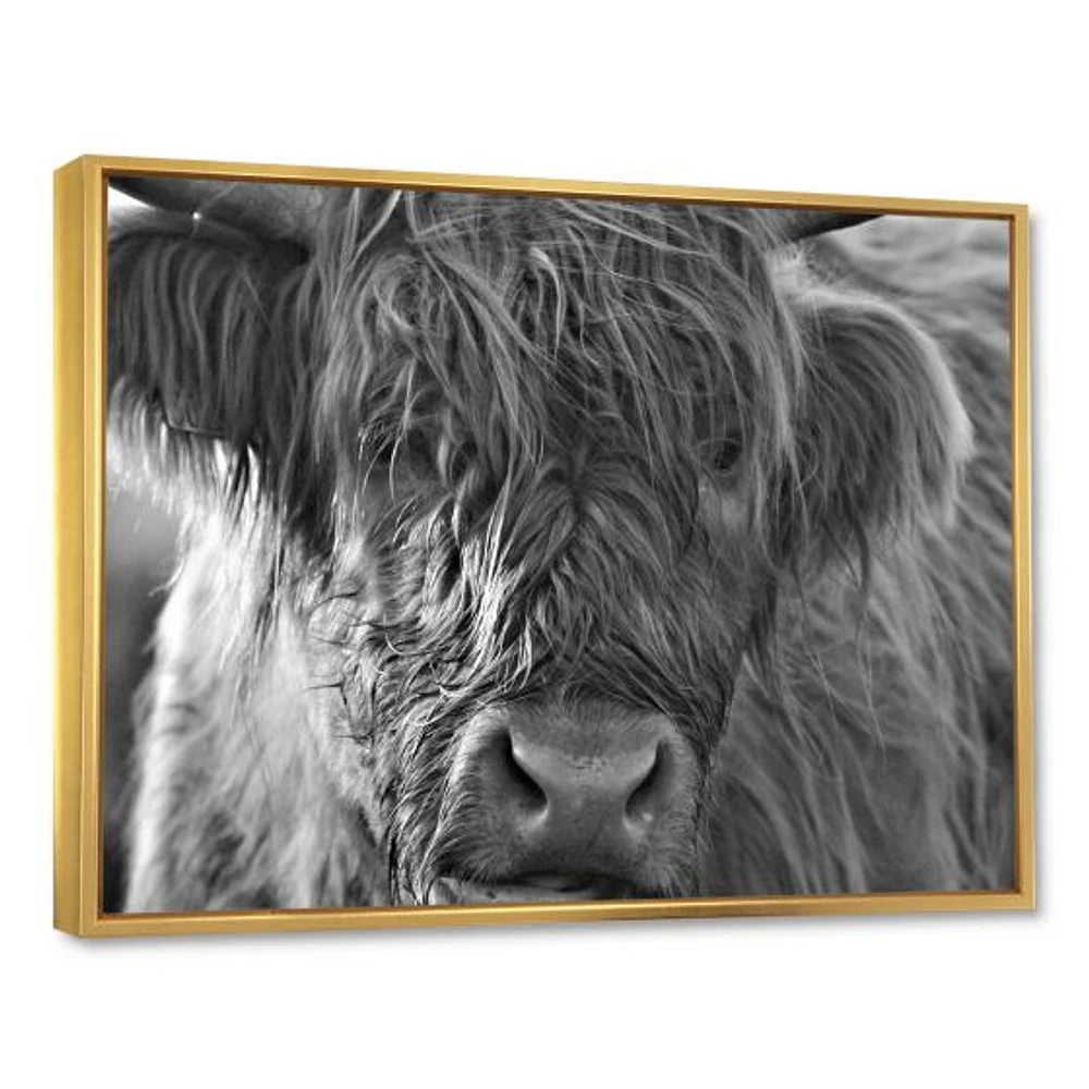 Toile imprimée « Scottish Highland Cows Living on Moorland »