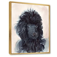 Portrait of The Black Poodle Puppy with Curly Coat  Canvas Wall Art Print