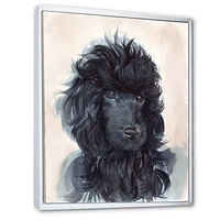 Portrait of The Black Poodle Puppy with Curly Coat  Canvas Wall Art Print
