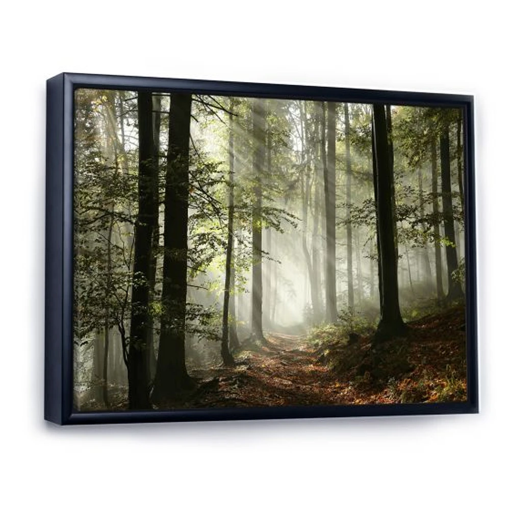 Toile imprimée « Light Dense Fall Forest with Fog »