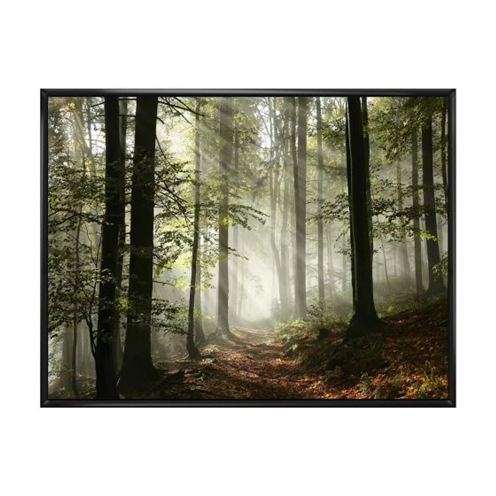 Toile imprimée « Light Dense Fall Forest with Fog »