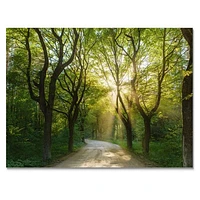 Evening Green Forest  Canvas Art Print