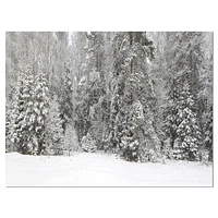 Foggy Winter Forest Panorama  Wall Art