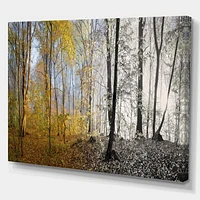 Morning Forest Panorama Canvas Art Print
