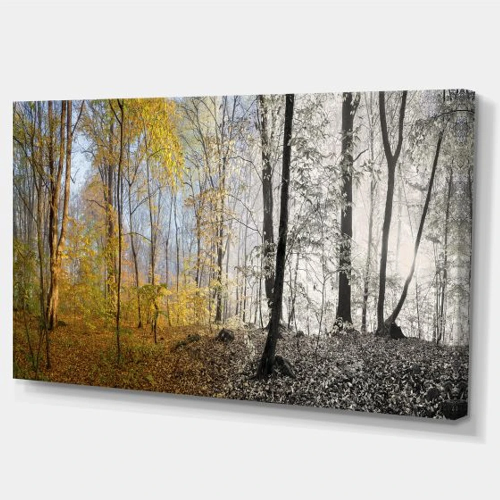 Morning Forest Panorama Canvas Art Print