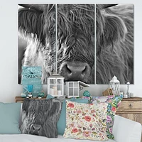 Toile imprimée « Scottish Highland Cows Living on Moorland »