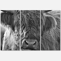 Toile imprimée « Scottish Highland Cows Living on Moorland »