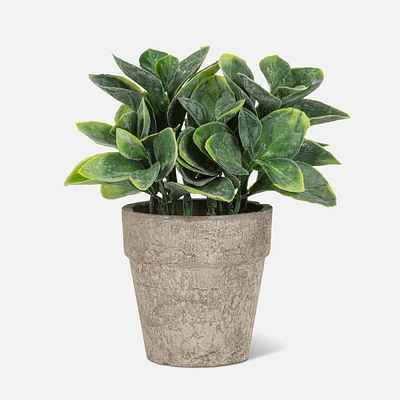 Small Spade leaf Plant in 6" Pot