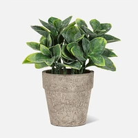 Small Spade leaf Plant in 6" Pot