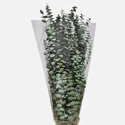 Eucalyptus Bundle