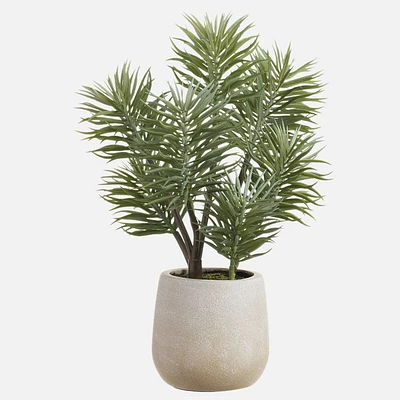 Senecio in Pot, 13" - Grey