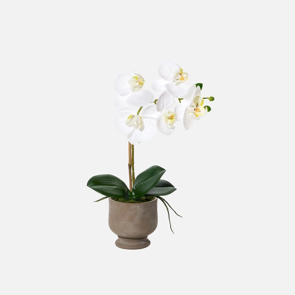 Verona Orchidée en pot, 15,5 po - Blanc
