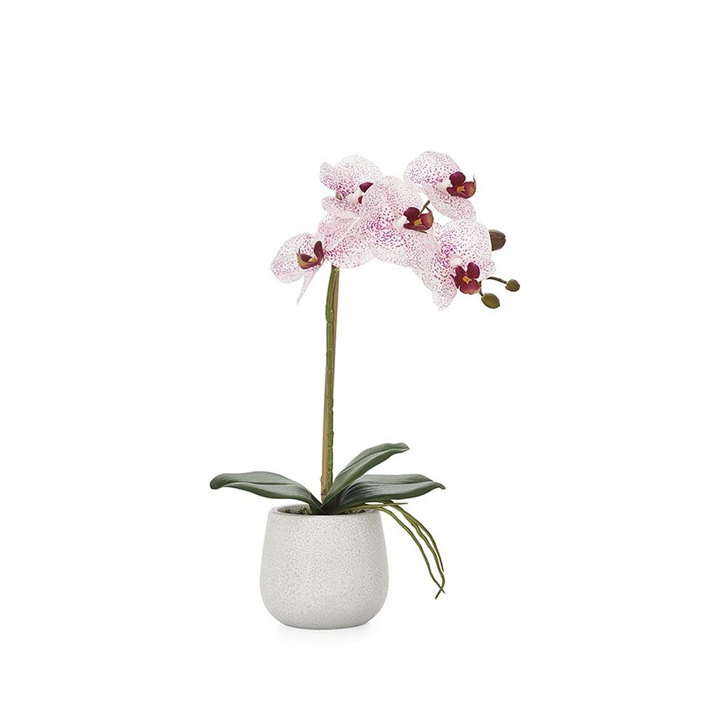 Phalaenopsis Potted Pink Orchid by Torre & Tagus