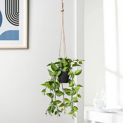 Ivy Hanging Potted Plant