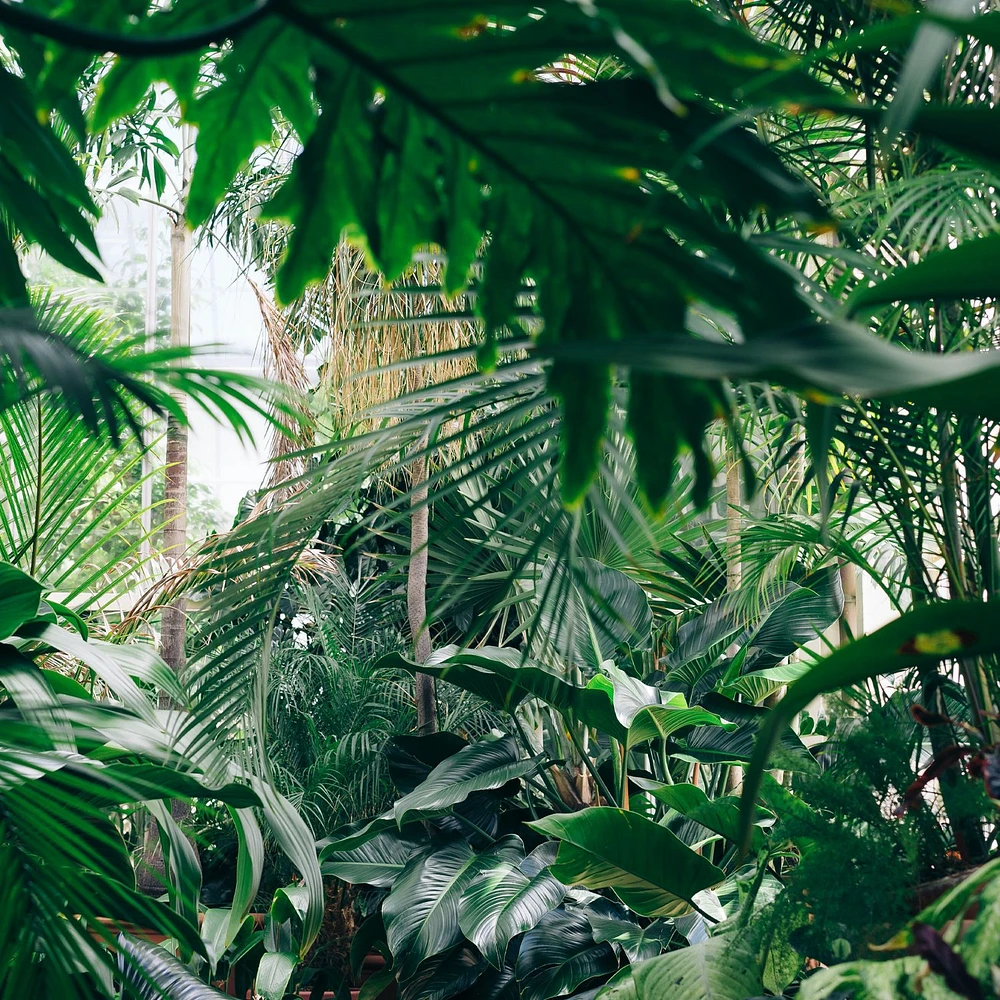 Papier peint mural « Hidden Jungle »