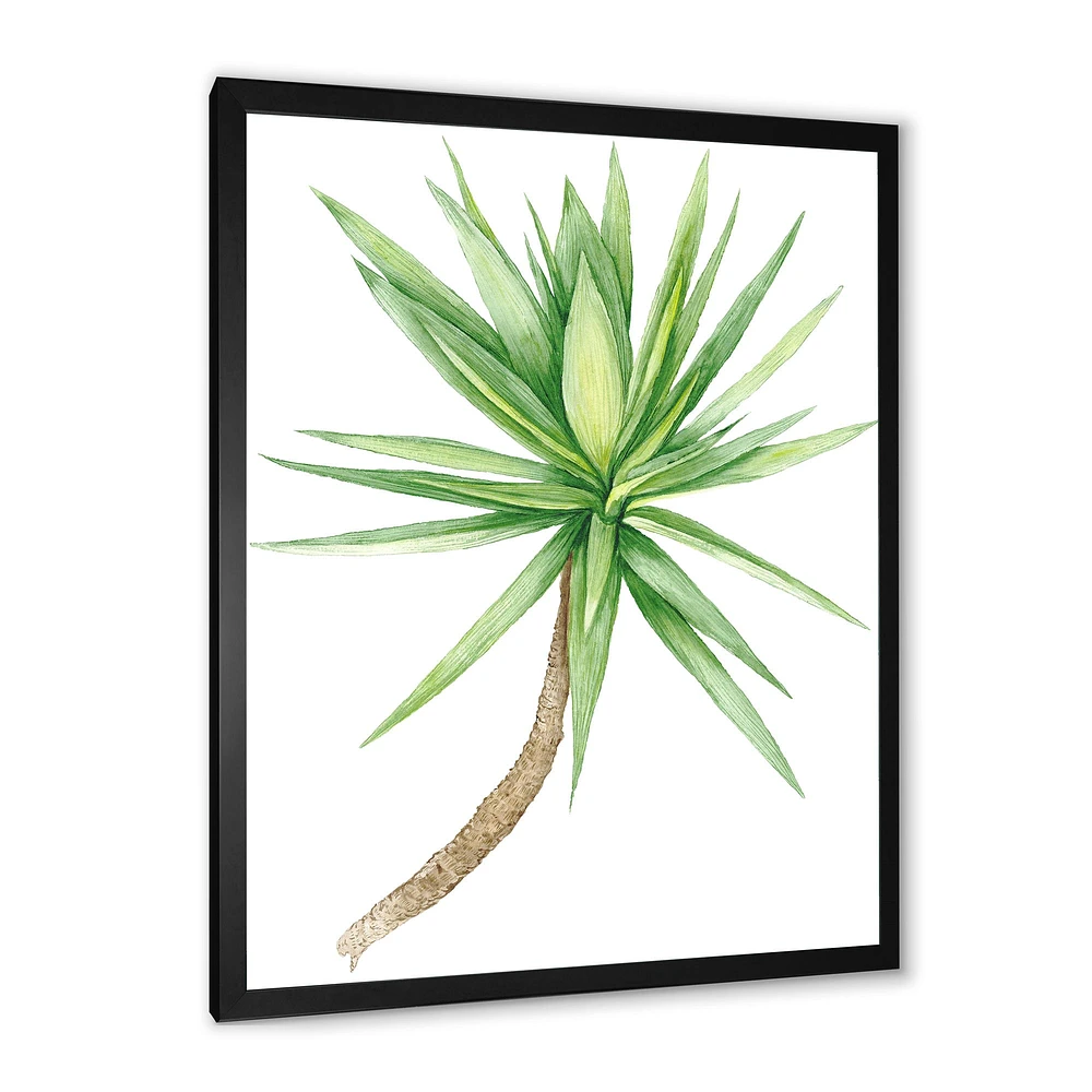 Detail of Yucca Tree  Canvas Wall Art Print