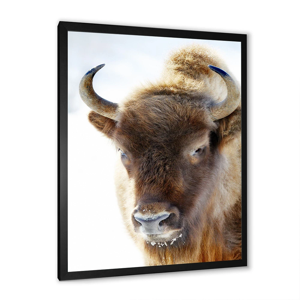 Portrait of Wild Bison Canvas Wall Art Print