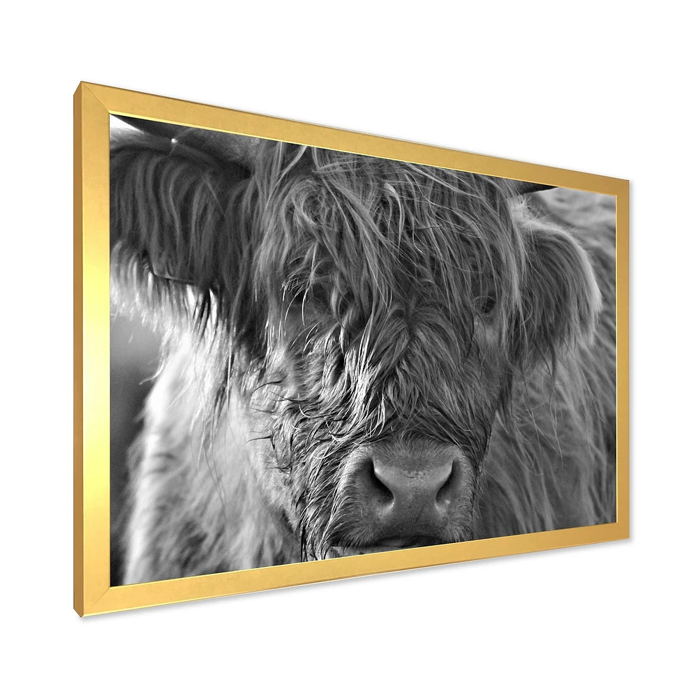 Toile imprimée « Scottish Highland Cows Living on Moorland »