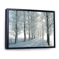 Winter Trees Backlit by Morning Sun  Wall Art
