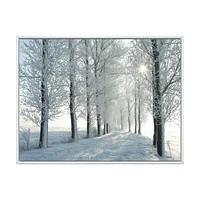 Winter Trees Backlit by Morning Sun  Wall Art