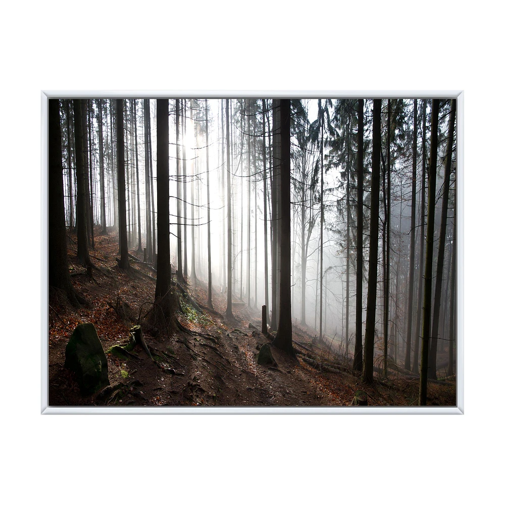 Misty Forest Morning Panorama  Wall Art