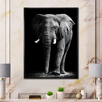 African Elephant Black Background  Wall Art