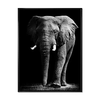 African Elephant Black Background  Wall Art
