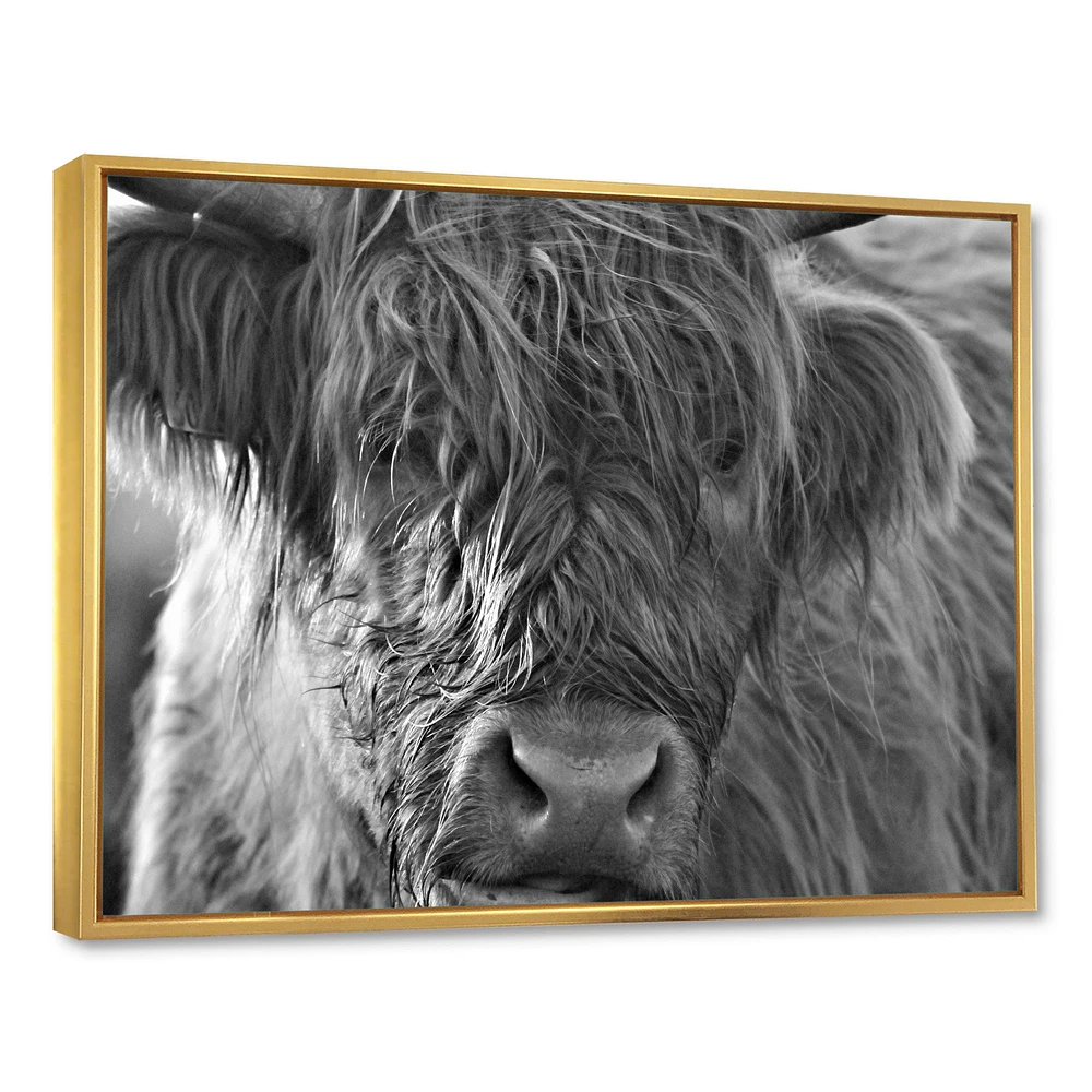 Toile imprimée « Scottish Highland Cows Living on Moorland »