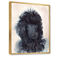 Portrait of The Black Poodle Puppy with Curly Coat  Canvas Wall Art Print