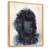 Portrait of The Black Poodle Puppy with Curly Coat  Canvas Wall Art Print
