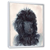 Portrait of The Black Poodle Puppy with Curly Coat  Canvas Wall Art Print