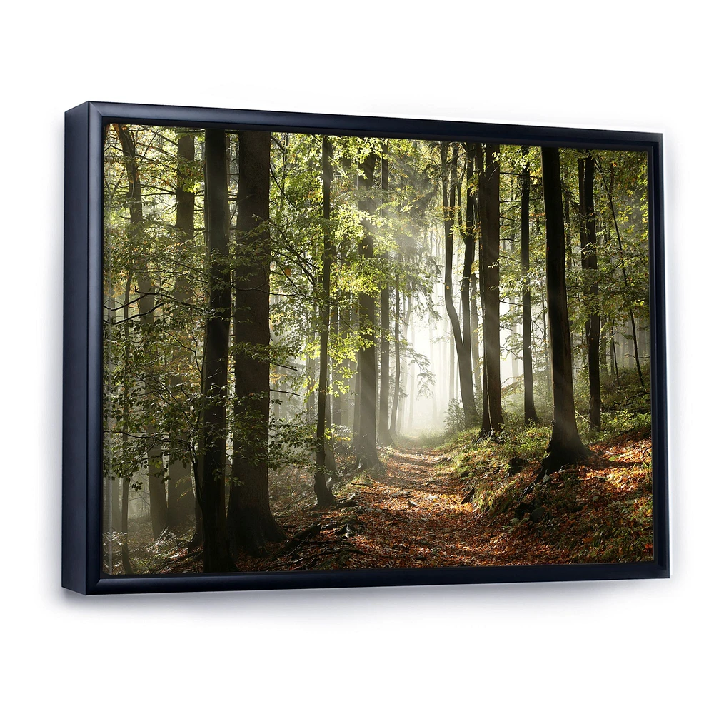Green Fall Forest with Sun Rays Canvas Print