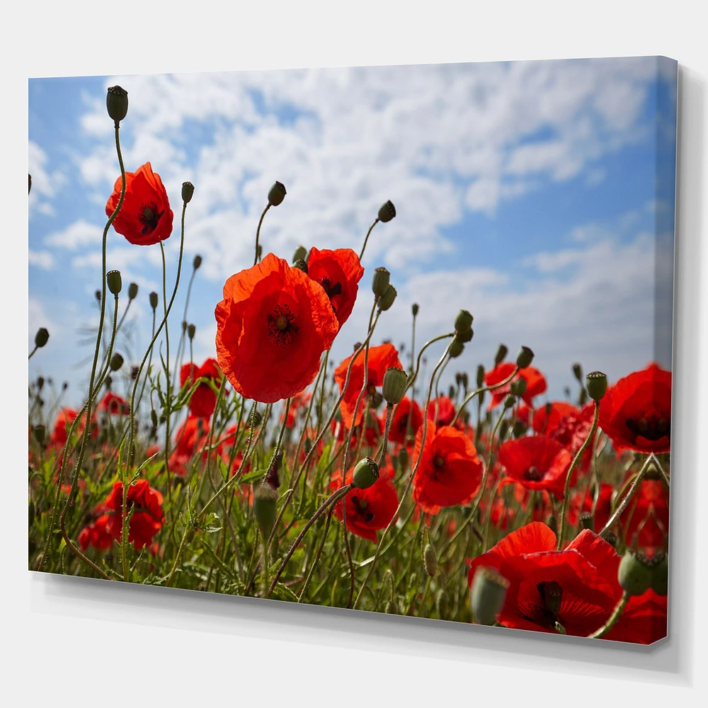 Bright Red Poppy Flowers Photo Artwork on Canvas
