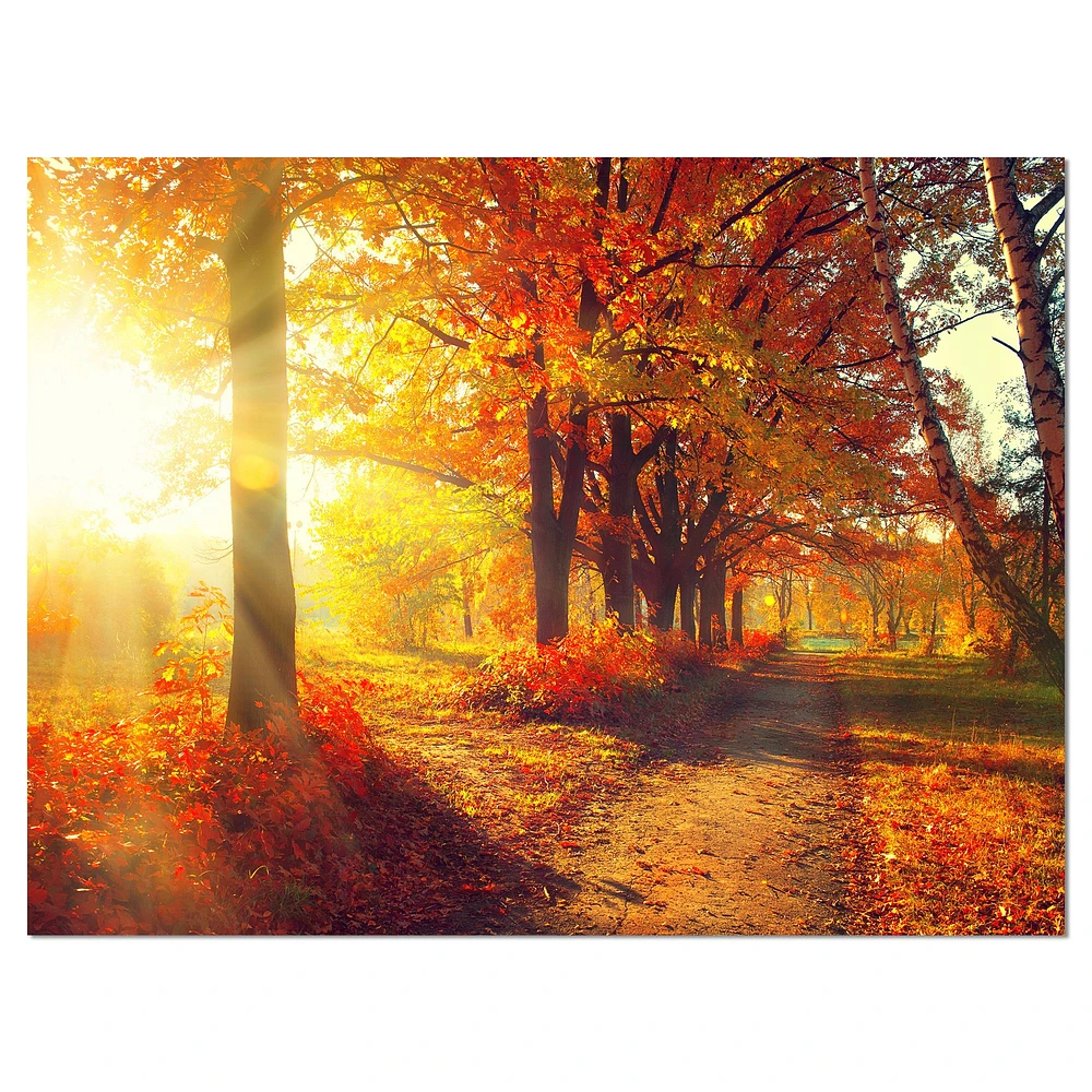 Toile « Autumnal Trees Sunrays »