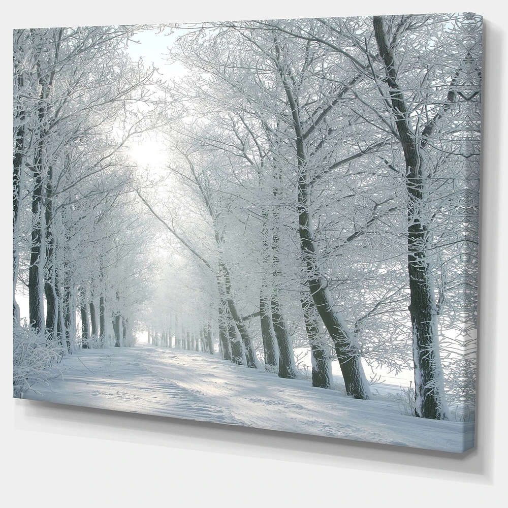 Winter Road Backlit my Morning Sun  Wall Art