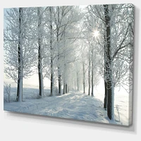 Winter Trees Backlit by Morning Sun  Wall Art
