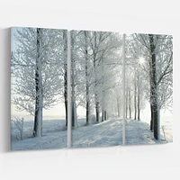 Winter Trees Backlit by Morning Sun  Canvas Wall Art