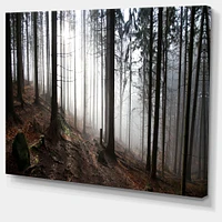 Misty Forest Morning Panorama  Wall Art