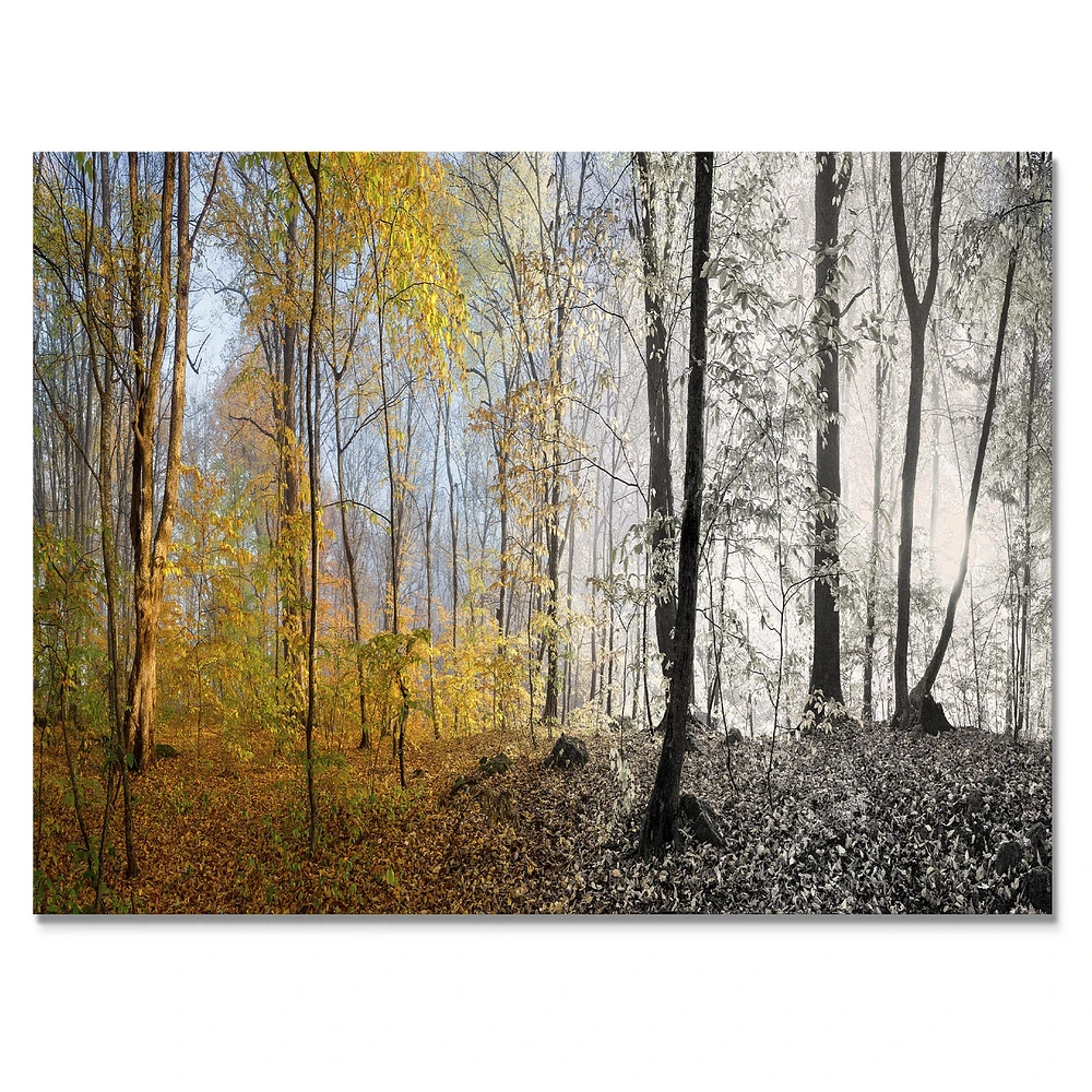 Morning Forest Panorama Canvas Art Print