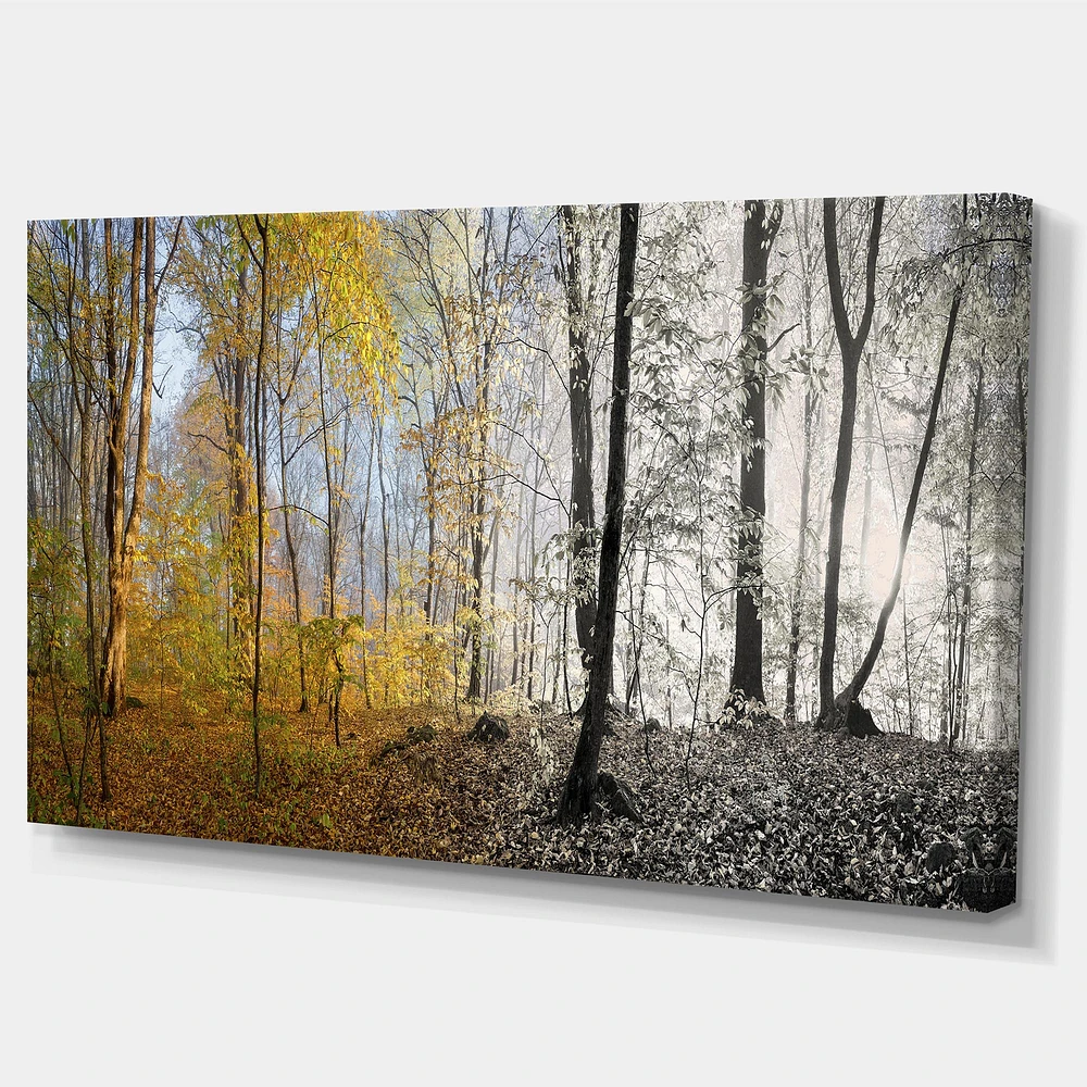 Morning Forest Panorama Canvas Art Print