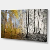 Morning Forest Panorama Canvas Art Print