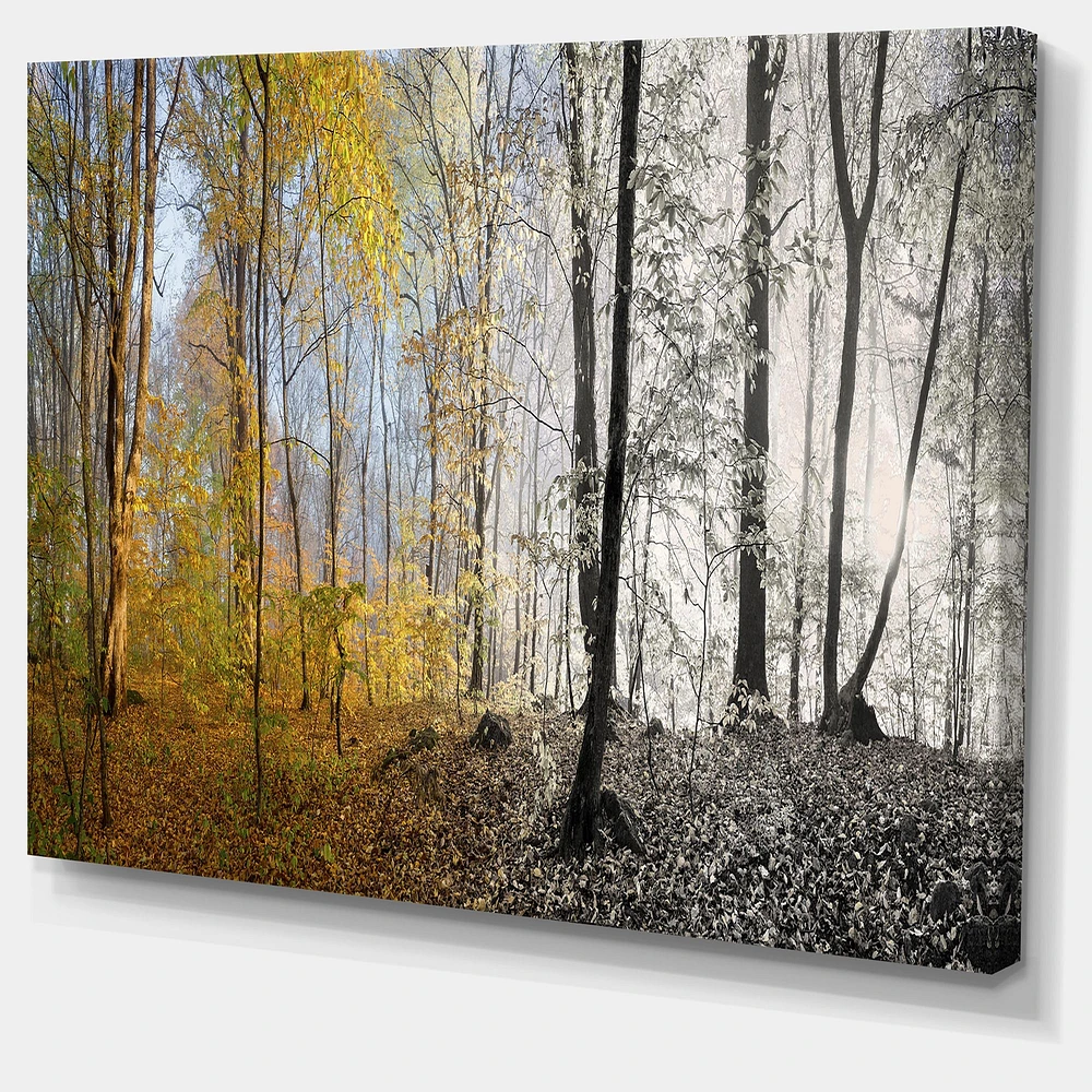 Morning Forest Panorama Canvas Art Print